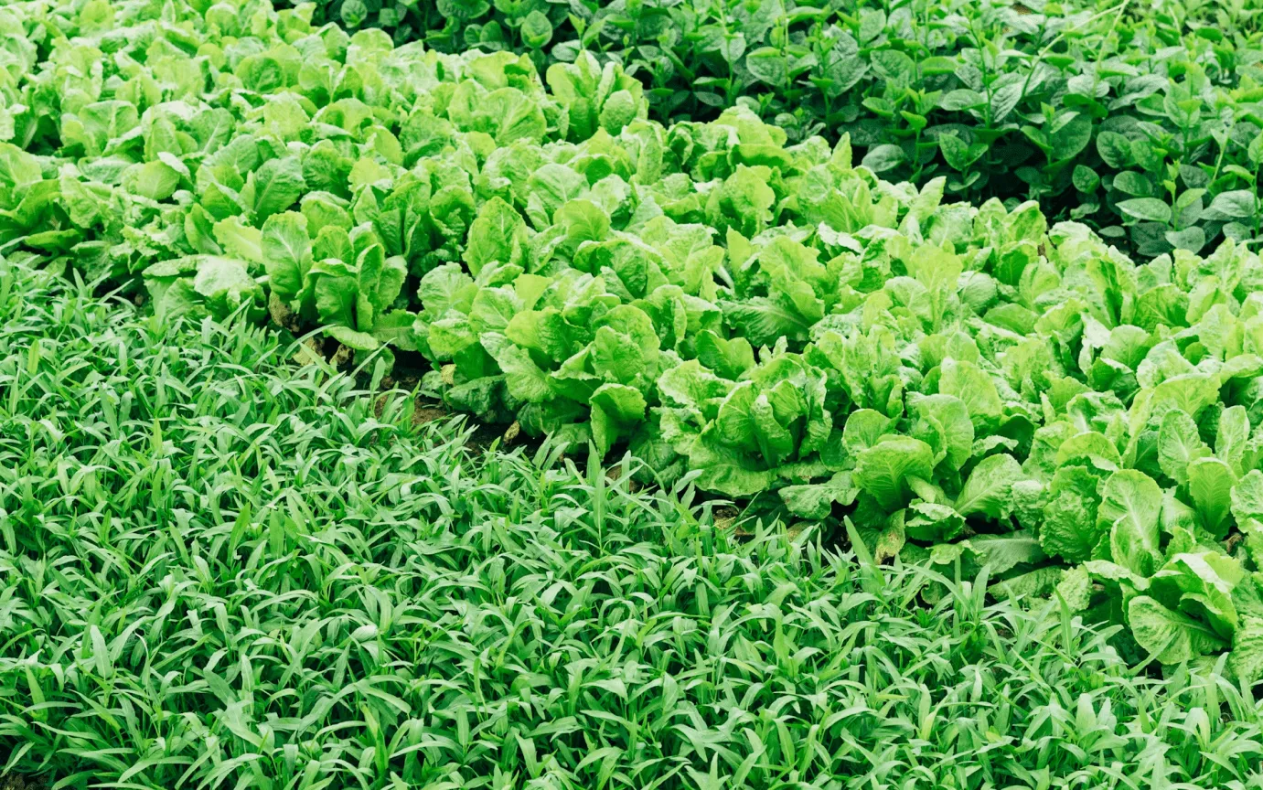 Picture of vegetables growing in a field