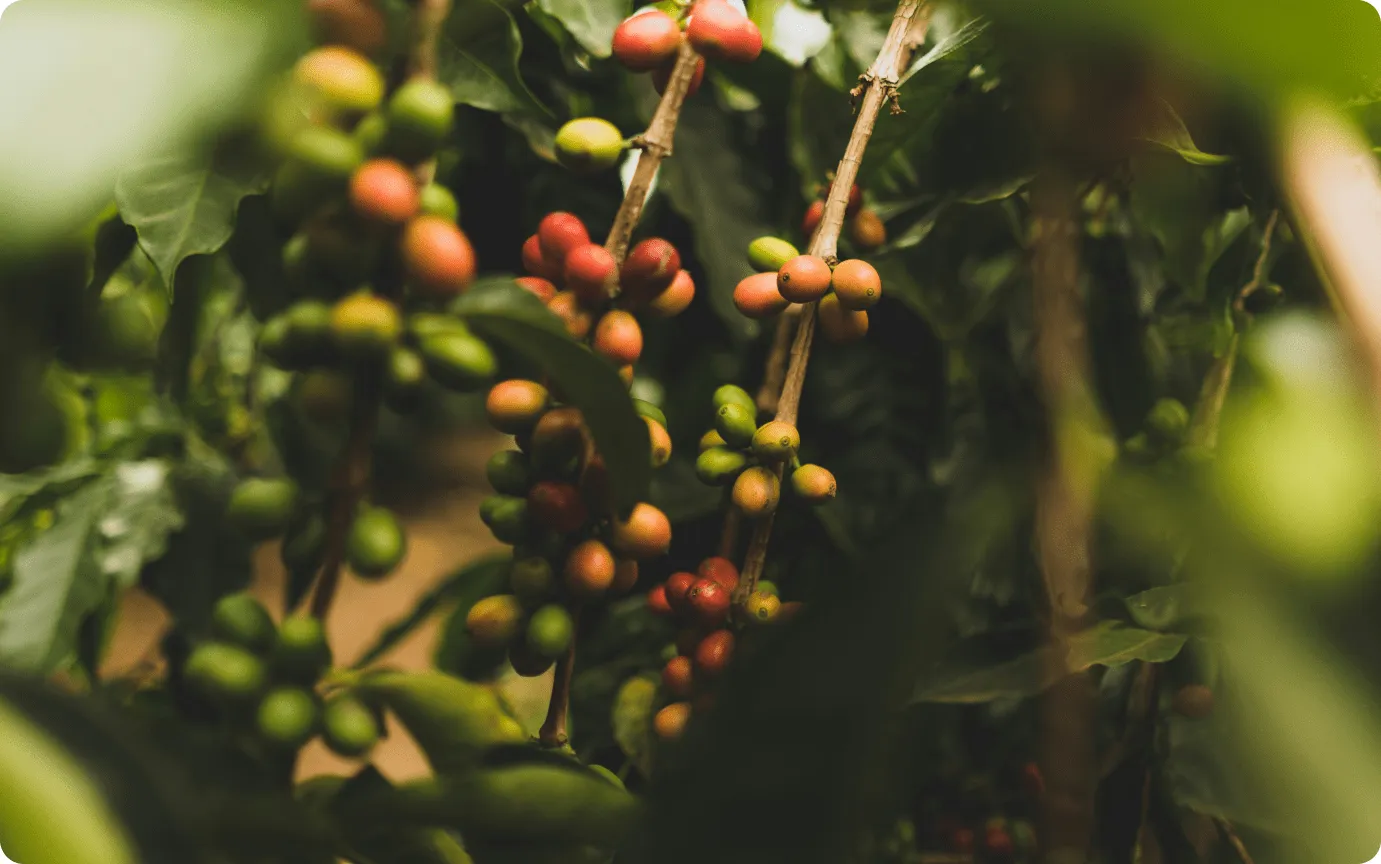 Picture showing coffee cherries