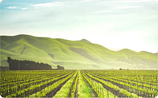 Picture of wood logs